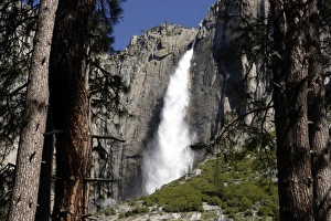 Upper Yosemite Falls framed by pine tree trunks. Yosemite National Park, California, USA Upper Yosemite Falls framed by pine tree trunks. Yosemite National Park, California, USA