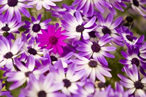 Violet flowers with a differant species of violet flower amongst them Violet flowers with a differant species of violet flower amongst them