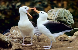 Wandering Albatross (Diomedea Exulans) courting. Prion Island, South Georgia Wandering Albatross (Diomedea Exulans) courting. Prion Island, South Georgia