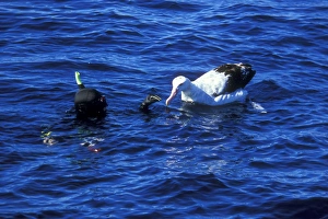 Wandering Albatross (Diomedea exulans) and Snorkeler. North Island, Three Kings Wandering Albatross (Diomedea exulans) and Snorkeler. North Island, Three Kings
