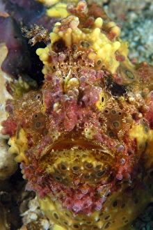 Warty frogfish, Antennarius maculatus, head detail, Gato Island, Northern Cebu Warty frogfish, Antennarius maculatus, head detail, Gato Island, Northern Cebu