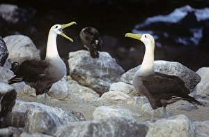 Waved albatross incubating. Galapagos. (Diomedea irrorata) Waved albatross incubating. Galapagos. (Diomedea irrorata)