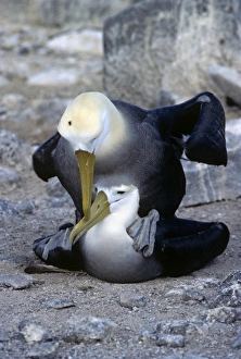 Waved albatrosses. (Diomedea inornata). Pair mating. Punta Suarez Waved albatrosses. (Diomedea inornata). Pair mating. Punta Suarez