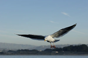 Western gull (Larus occidentalis) flying. National marine sanctuary, Monterey bay Western gull (Larus occidentalis) flying. National marine sanctuary, Monterey bay