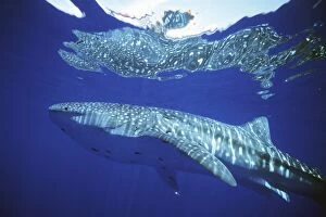 Images Dated 22nd February 2004: Whale Shark, Rhincodon Typus, in deep water off the island of Lanai, Hawaii