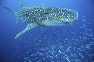 Whale Shark (Rhincodon typus).. Seychelles, Indian Ocean. Restricted resolution (please contact us) (RR) Whale Shark (Rhincodon typus).. Seychelles, Indian Ocean. Restricted resolution (please contact us) (RR)