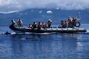 Whale-watchers and Atlantic Spotted Dolphins (Stenella frontalis) Whale-watchers and Atlantic Spotted Dolphins (Stenella frontalis)
