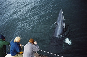 Whale watchers eye to eye with an inquistive Minke whale (Balaenoptera acutorostrata Whale watchers eye to eye with an inquistive Minke whale (Balaenoptera acutorostrata