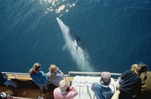 Whale-watchers leaning over a Minke whale (Balaenoptera acutorostrata) Whale-watchers leaning over a Minke whale (Balaenoptera acutorostrata)