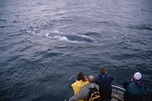 Whale-watchers photographing a Blue whale (Balaenoptera musculus) as it surfaces Whale-watchers photographing a Blue whale (Balaenoptera musculus) as it surfaces