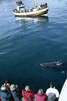 Two whale watching boats at rest with a minke whale (Balaenoptera acutorostrata Two whale watching boats at rest with a minke whale (Balaenoptera acutorostrata