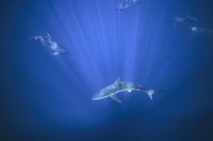 Whaler shark with group of bottlenose dolphins. (Tursiops truncatus and Carcharhinus altimus). Galapagos Islands Whaler shark with group of bottlenose dolphins. (Tursiops truncatus and Carcharhinus altimus). Galapagos Islands