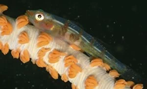 Images Dated 7th January 2004: Whip Coral Goby (Bryaninops yongei) Mabul, Sipadan, Borneo, Malaysia, Indo-Pacific. (RR)