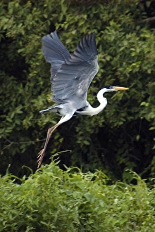 White-necked heron (aka cocoi heron or maguari), Ardea cocoi, flying, southern Pantanal, Mato Grosso do Sul White-necked heron (aka cocoi heron or maguari), Ardea cocoi, flying, southern Pantanal, Mato Grosso do Sul