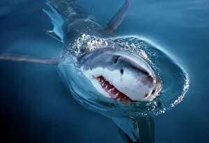 White shark looks above water (Carcharodon carcharius). South Africa