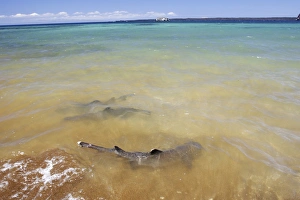 White-tipped Reef Sharks (Triaenodon obesus) foraging in the surf on Bartolome Island in White-tipped Reef Sharks (Triaenodon obesus) foraging in the surf on Bartolome Island in