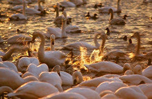Whooper Swans and ducks being fed at Martin Mere in Lancashire UK Whooper Swans and ducks being fed at Martin Mere in Lancashire UK