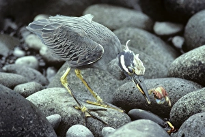 Yellow-crowned night heron eating sally lightfoot crab. (Nyctanassa violacea) Yellow-crowned night heron eating sally lightfoot crab. (Nyctanassa violacea)