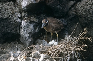 Yellow-crowned night heron on nest with 3 eggs. (Nyctanassa violacea) Yellow-crowned night heron on nest with 3 eggs. (Nyctanassa violacea)