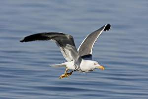 Yellow-footed Gull (Larus livens) in the Gulf of California (Sea of Cortez), Mexico Yellow-footed Gull (Larus livens) in the Gulf of California (Sea of Cortez), Mexico