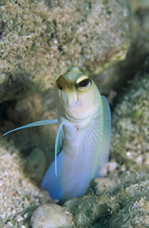 Yellow head jawfish (Opistognattus aurifrons), retreating into hole with head Yellow head jawfish (Opistognattus aurifrons), retreating into hole with head