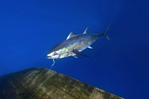 Yellowfin tuna, Thunnus albacares, offshore commercial longline tuna fishing, Brazil Yellowfin tuna, Thunnus albacares, offshore commercial longline tuna fishing, Brazil
