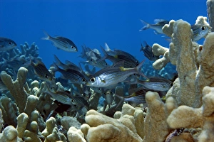 Yellowspot emperors or striped large-eye breams, Gnathodentex aurolineatus, Ailuk atoll Yellowspot emperors or striped large-eye breams, Gnathodentex aurolineatus, Ailuk atoll