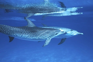 Two young Atlantic Spotted Dolphin (Stenella frontalis) at play underwater on the Little Two young Atlantic Spotted Dolphin (Stenella frontalis) at play underwater on the Little