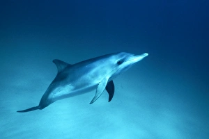 Young Atlantic Spotted Dolphin (Stenella frontalis) underwater on the Little Bahama Banks Young Atlantic Spotted Dolphin (Stenella frontalis) underwater on the Little Bahama Banks