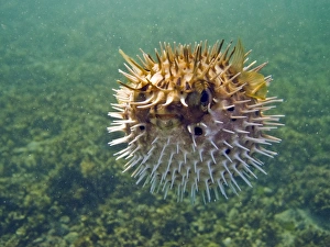 A young balloonfish (Diodon holocanthus) puffed up in a state of agitation on Isla A young balloonfish (Diodon holocanthus) puffed up in a state of agitation on Isla