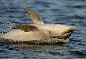 A young Bottlenose Dolphin calf (Tursiops truncatus) lands backwards after breaching from the Moray Firth, Scotland A young Bottlenose Dolphin calf (Tursiops truncatus) lands backwards after breaching from the Moray Firth, Scotland
