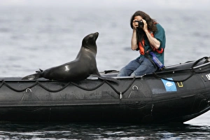 Young California Sea Lion (Zalophus californianus) hauled out on Zodiac near photographer at Los Islotes in the Gulf of Young California Sea Lion (Zalophus californianus) hauled out on Zodiac near photographer at Los Islotes in the Gulf of