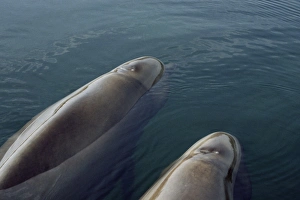 Two young Northern bottlenose whales (Hyperoodon ampullatus) resting in a loch Two young Northern bottlenose whales (Hyperoodon ampullatus) resting in a loch