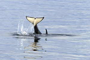 Young Orca (Orcinus orca) tail-slapping in Tracy Arm, southeast Alaska, USA Young Orca (Orcinus orca) tail-slapping in Tracy Arm, southeast Alaska, USA