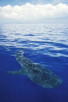 Young Whale Shark (Rhincodon typus) in deep water off Lanai, Hawaii, USA. Pacific Ocean Young Whale Shark (Rhincodon typus) in deep water off Lanai, Hawaii, USA. Pacific Ocean