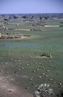 Aerial view over herd of Red Lechwe antelopes on the floodplains Aerial view over herd of Red Lechwe antelopes on the floodplains