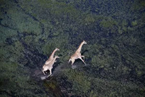 Aerial view looking down on three running Giraffes on the floodplains Aerial view looking down on three running Giraffes on the floodplains