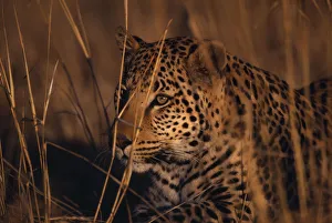Africa Animals Flora & Fauna Wildlife Flora & Fauna Africa Animals Flora & Fauna Wildlife Flora & Fauna