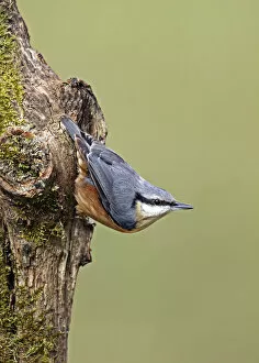 Images Dated 27th October 2014: Animals, Birds, Nuthatch