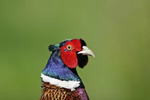 Images Dated 27th October 2014: Animals, Birds, Pheasant