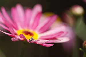 Argyranthemum frutenscens Larita Banana Split, Close up of the flower showing petals Argyranthemum frutenscens Larita Banana Split, Close up of the flower showing petals