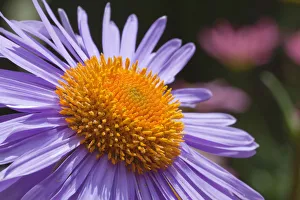 Aster, Aster Berggarten, Aster tonogolensis, Close up of the flower showing petals Aster, Aster Berggarten, Aster tonogolensis, Close up of the flower showing petals