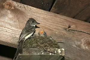 Birds, Bird, Nest, feeding chick