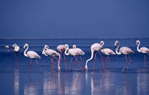 Birds Dominant Blue Sky Blue Colour Pink Animals Birds Birds Dominant Blue Sky Blue Colour Pink Animals Birds