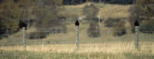 Birds, Perched, Rooks, Three rooks perched on fence posts Birds, Perched, Rooks, Three rooks perched on fence posts