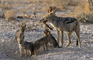 Black backed Jackal mother with pups outside den in the evening light Black backed Jackal mother with pups outside den in the evening light