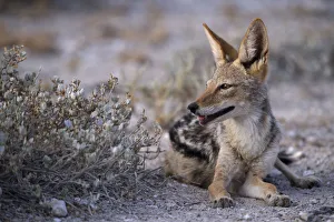 Black backed Jackal mother sitting next to bush in the evening light Black backed Jackal mother sitting next to bush in the evening light