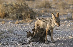 Black backed Jackal mother and suckling cubs in evening light Black backed Jackal mother and suckling cubs in evening light