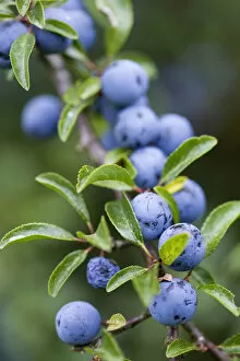 Images Dated 14th July 2014: Blackthorn, Prunus spinosa, Abundant purple sloe berries growing on a shrub in the autumn