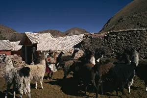 BOLIVIA, Cayara Llama herders settlement with a woman standing amongst herd in stone BOLIVIA, Cayara Llama herders settlement with a woman standing amongst herd in stone